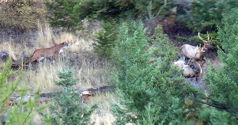Watch Mountain Lion Stalks Bull Elk In Montana Predator Vs Prey