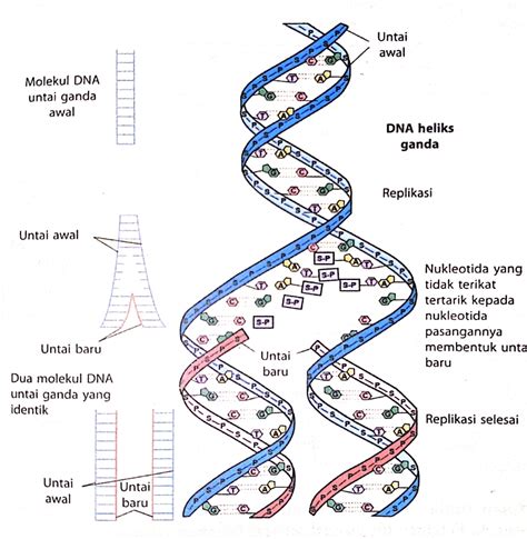 Mengenal Proses Replikasi DNA