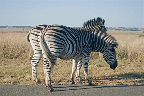 Two Zebra Standing Close Together Free Stock Photo Public Domain Pictures