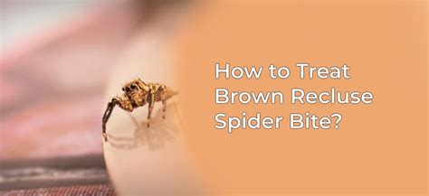 Brown Recluse Spider Home Remedy