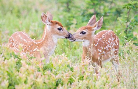 Top 22 Most Beatiful Beautiful Deer Wallpapers In Hd
