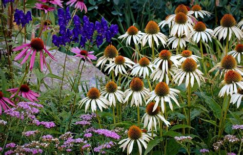 Wallpaper Flowers Garden Summer Stone Flower Flora Meadow