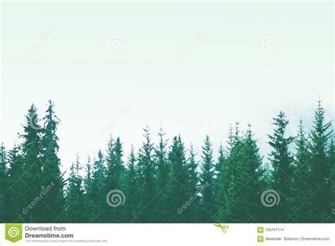 Beautiful Pine Forest In The Fog Mountain Slopes Stock Photo Image Of