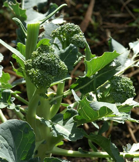 Battling The Aphids Growing Broccoli Suburban Tomato