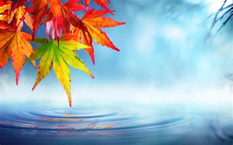 Zen Autumn Red Maple Leaves On Pond Stock Image Everypixel