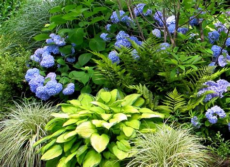 Hydrangea, due to its thick foliage growth, is a good plant if you want more privacy. Pin on Shade Gardens