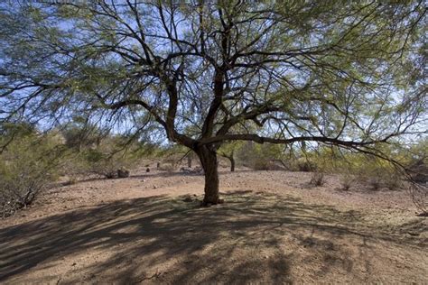The Best Desert Shade Trees In Arizona Hunker