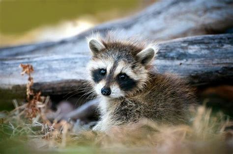 Pin By Antje Love On Animals Cute Animals Baby Raccoon Cute Raccoon