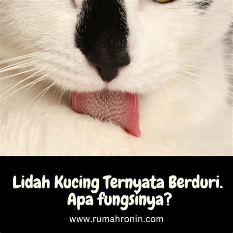 Lidah Kucing Ternyata Berduri Apa Ya Fungsinya Rumah Ronin