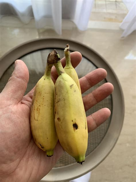 These Really Small Bananas Rmildlyinteresting