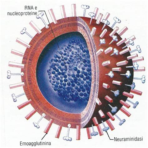 Check spelling or type a new query. Disegno Virus Struttura - Virus Di Immunodeficienza Umana ...