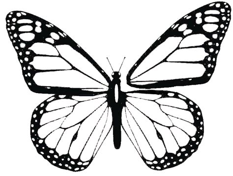 Monarch Butterfly Outline Drawing Clip Art Png X Px Butterfly