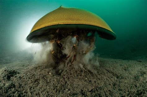 🔥 A Tri Spine Horseshoe Crab Photographs By Laurent Ballesta R