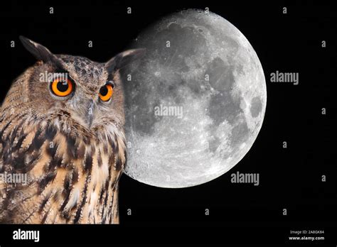 Owl Moon Hi Res Stock Photography And Images Alamy