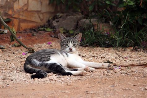 Free Images Animal Wildlife Kitten Feline Fauna Whiskers
