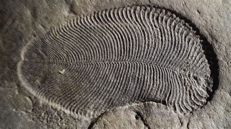 This Fossil Is One Of The Worlds Earliest Animals According To Fat