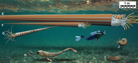 Giant Marine Invertebrates › Friedrich Alexander