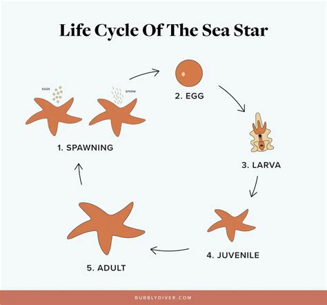 Starfish Life Cycle Stages