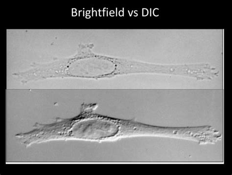 Brightfield Techniques Institute For Molecular Bioscience