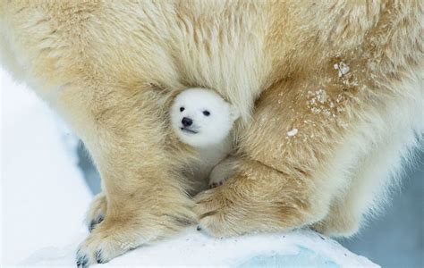 13 Cute Baby Polar Bears Celebrate International Polar
