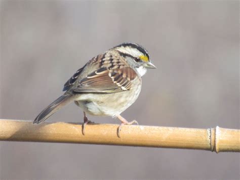 A Small Bird Sitting On Top Of A Wooden Stick