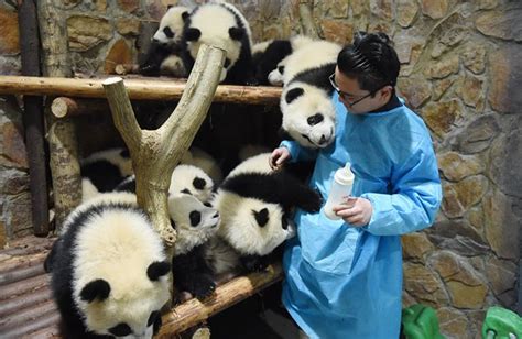 Chengdu Panda Keeper Becomes Famous After Feeding Video Goes Viral