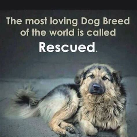 Im Totally Convinced That Rescue Dogs Know That You Have Rescued Them