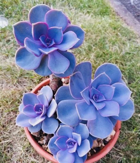 Rare Purple Succulents 100 Seeds Purple Succulents Succulent