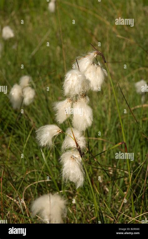 Closeup Of Common Cottongrass Eriophorum Angustifolium Growing In Bog