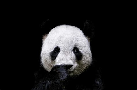 Lovely Giant Panda Portrait On Black Background Drawing By Julien