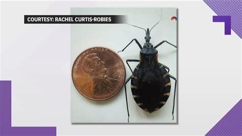 Kissing Bug What You Should Know About Chagas Disease