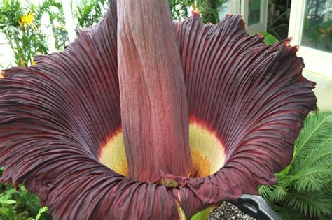 Carrion flowers, also known as corpse flowers or stinking flowers, are flowers that emit an odor that smells like rotting flesh. A superbly stinky 15-year-old Corpse Flower is set to ...