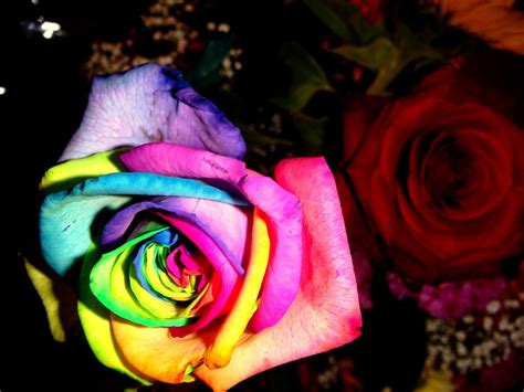 Rainbow Rose Kurtis Garbutt Flickr