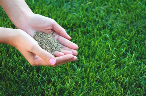 The Best Grass Seed Buyers Guide 2020 — Reviewthis
