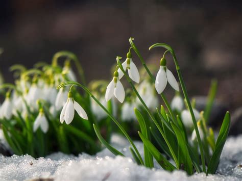 Snowdrop Flowers How To Plant And Care For Snowdrops