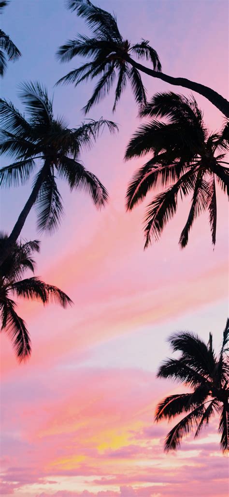 Palm Trees Iphone Wallpapers Free Download