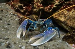 Close,Up,View,Of,A,Blue,Lobster.