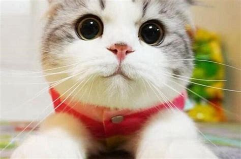 Kucing Wallpaper Gambar Kartun Lucu Dan Imut 50 Gambar Kucing Lucu