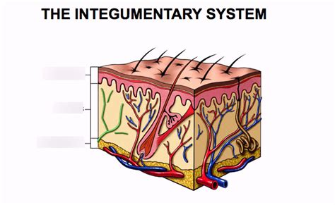 Integumentary System Diagram Quizlet