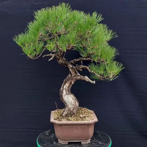 Japanese Red Pine Bonsai Miniature Beauty Redefined