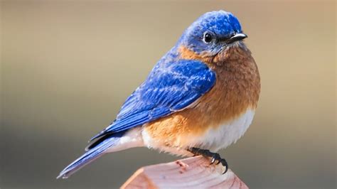 Bluebird Meaning And Symbolism In Different Cultural Context