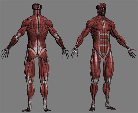 Male Anatomymusclesskeleton 3d Model