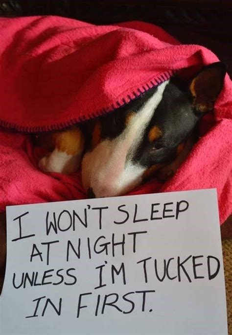 30 Hilariously Perfect Examples Of Dog Shaming Funny Dog Pictures
