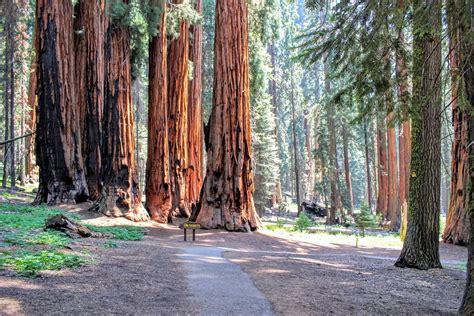 Congress Trail Parque Nacional Sequoia Y Kings Canyon Lo Que Se Debe Saber Antes De Viajar
