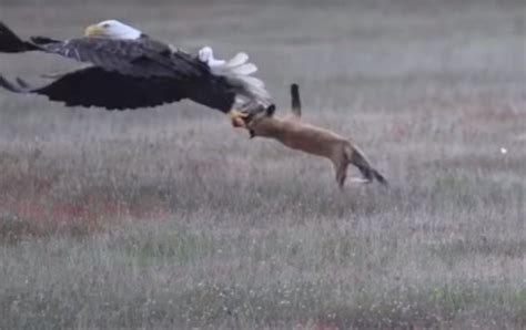 Watch Eagle Catch Fox And Bunny And Keep Bunny Gripped Magazine