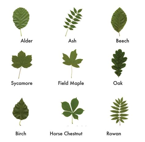 Deciduous Tree Leaf Identification Chart