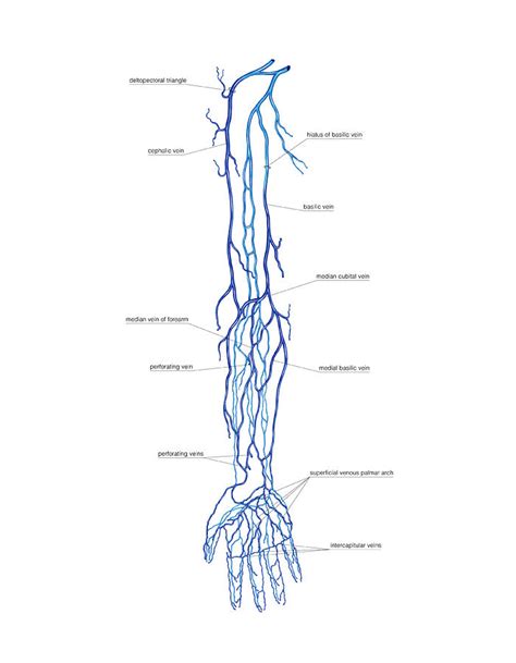 Venous System Of Upper Limb Photograph By Asklepios Medical Atlas Pixels