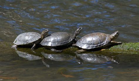 Morro Bay Wildlife Spotlight Western Pond Turtle Morro Bay National Estuary Program