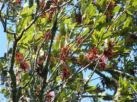 Proteaceae Knightia Excelsa New Zealand Native 20 Seeds Rewarewa Tree Seeds