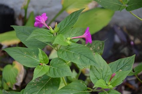 The 4 o'clock flower is native to peru and very poisonous. Zone Five and a Half: How to Grow Flowers from Seeds ...